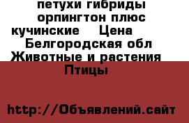 петухи гибриды орпингтон плюс кучинские  › Цена ­ 600 - Белгородская обл. Животные и растения » Птицы   